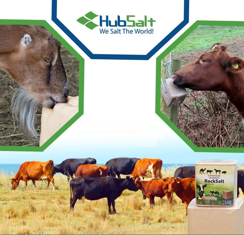 How to Use and Effective Salt Licks For Animals