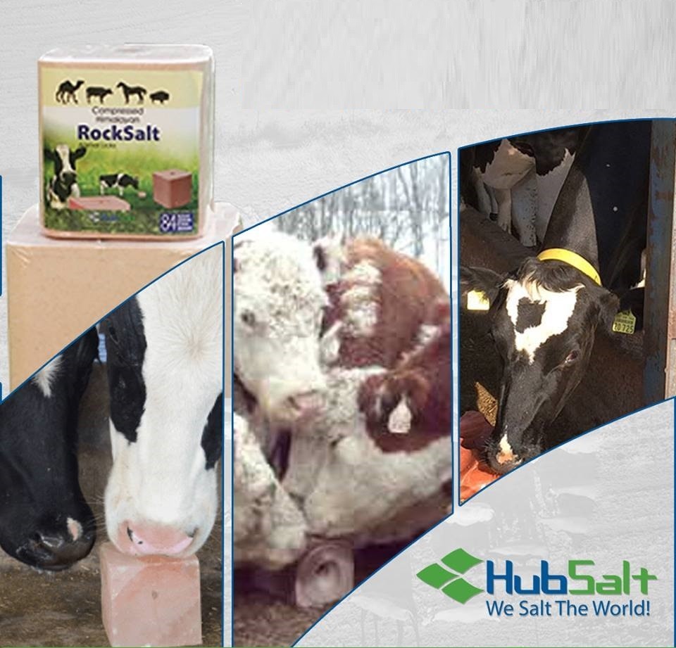 Five Uses Of Himalayan Pink Salt In Winter For Cattle
